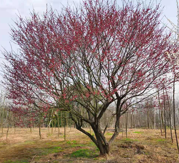 30公分紅梅