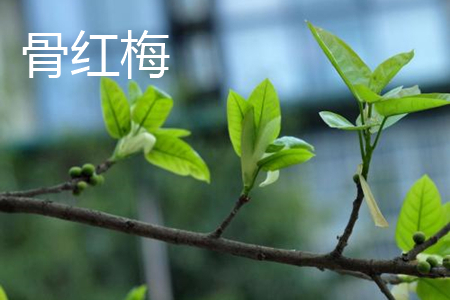 朱砂梅與骨里紅梅的區別