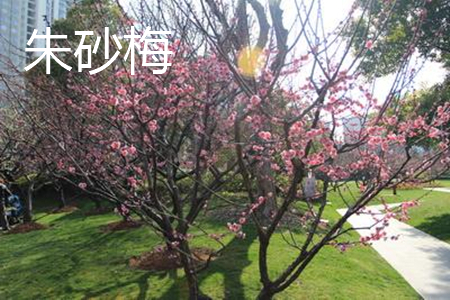 朱砂梅與骨里紅梅的區別