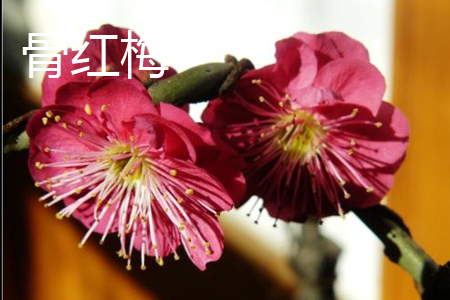 朱砂梅與骨里紅梅的區別
