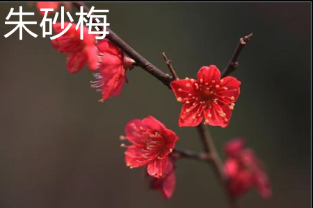 朱砂梅與骨里紅梅的區別