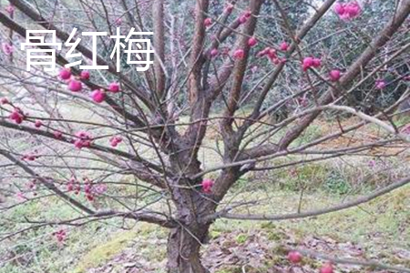 朱砂梅與骨里紅梅的區別