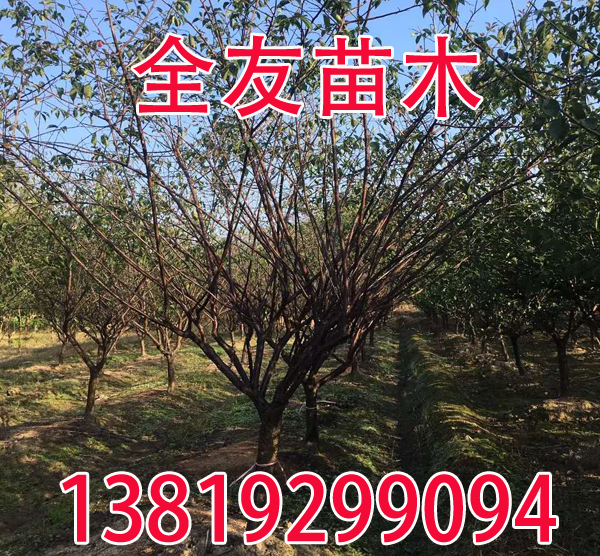 9ּt÷(sh)Ӻ