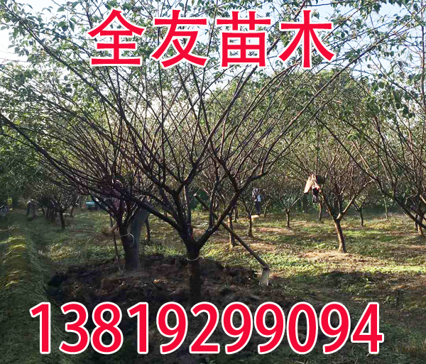 9ּt÷(sh)ȡ