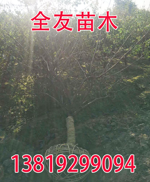9ּt÷(sh)ȡ